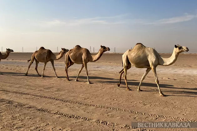 Верблюд в пустыне