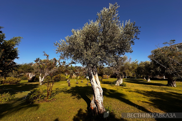 Оливковое дерево