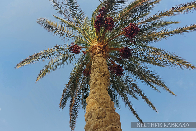 Финиковая пальма