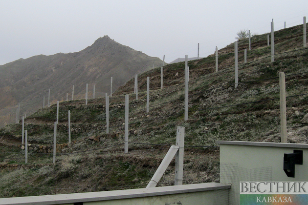 Виноградник зимой