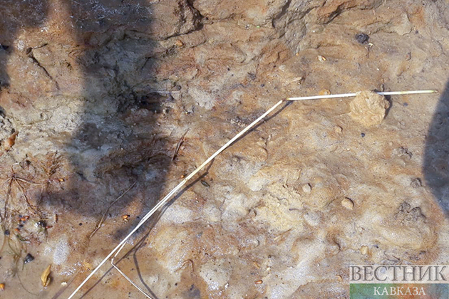 Археологи обнаружили древнейших амфибий в степи под Алматы