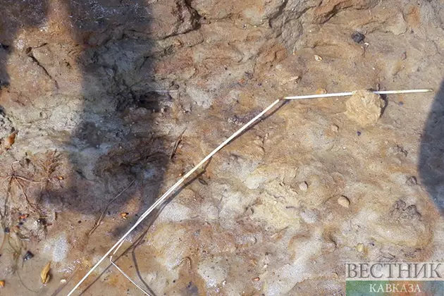 Археологи обнаружили древнейших амфибий в степи под Алматы