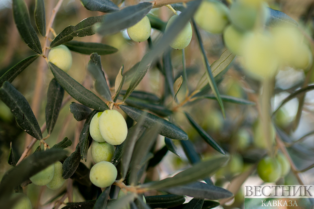 Оливковое дерево