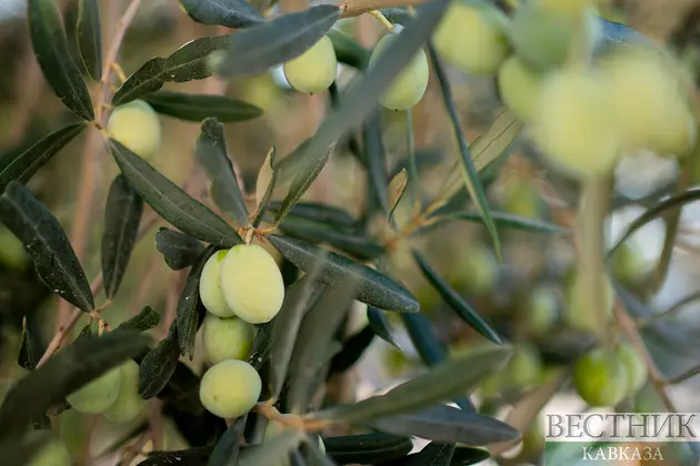 Оливковое дерево