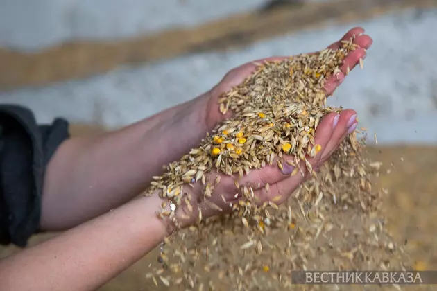 Зерно пшеницы