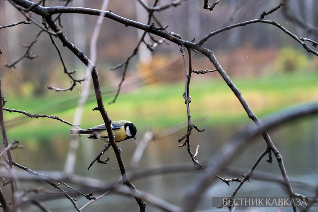 Синица в парке