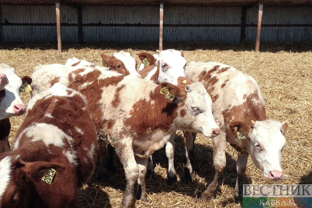 Иранские генетики научились "программировать" элитный скот