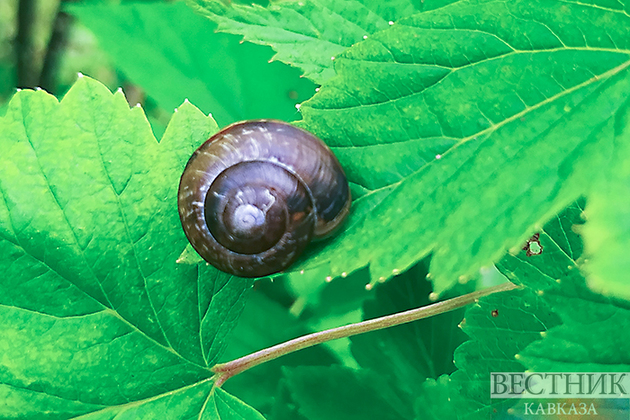 Грузия на 118% нарастила экспорт улиток