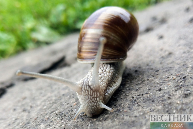 Грузия начала зарабатывать на улитках