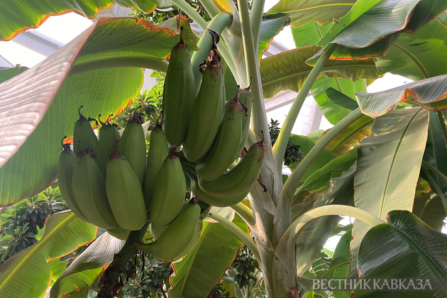 Банановая пальма
