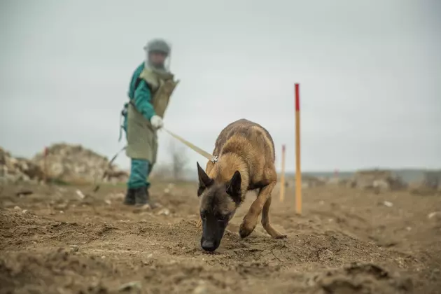 Азербайджан разминировал 838 га территорий за неделю