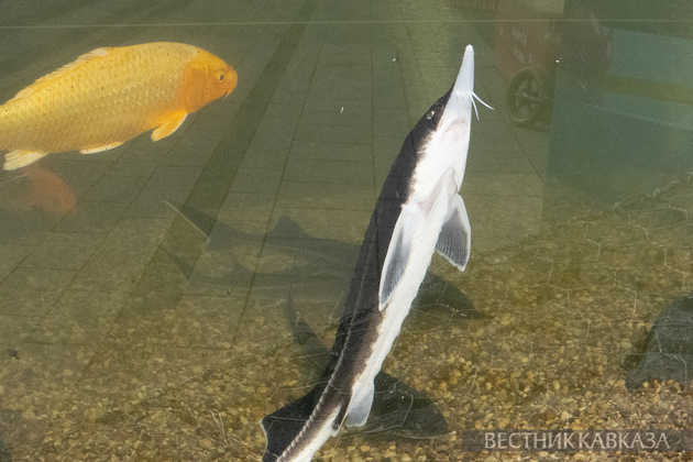 Стерлядь в аквариуме