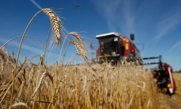 Россия вводит ограничения на вывоз своего зерна