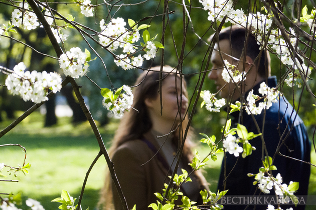 Цветение вишни у МГУ