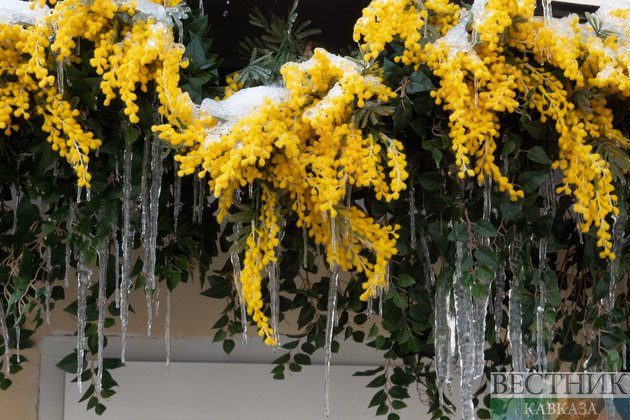 Мимоза в снегу и с сосульками