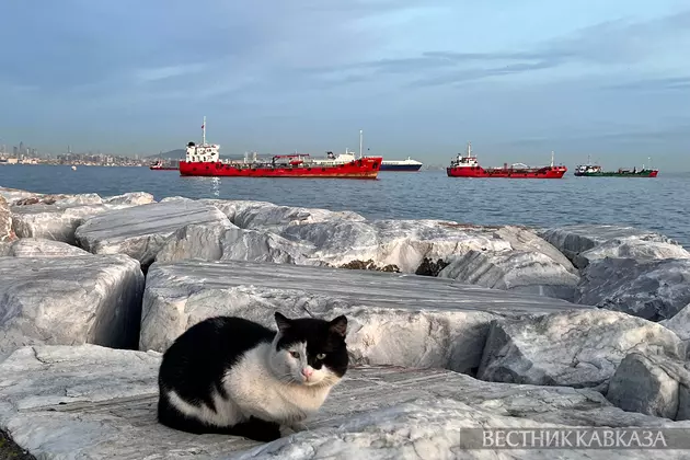 Кошка на Босфоре