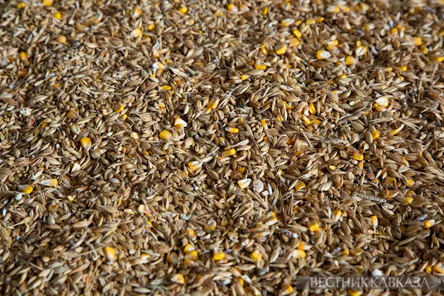 Зерно пшеницы