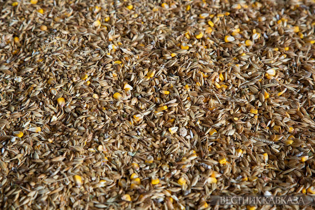 Зерно пшеницы