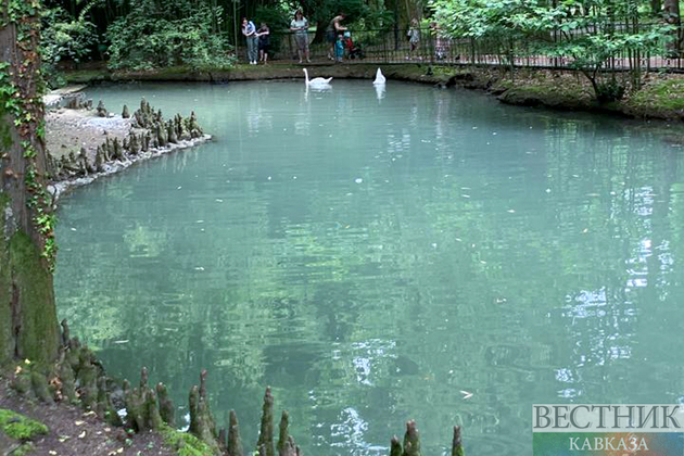 Сочинский дендрарий