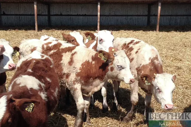 Казахстан ограничил ввоз и транзит российского мяса