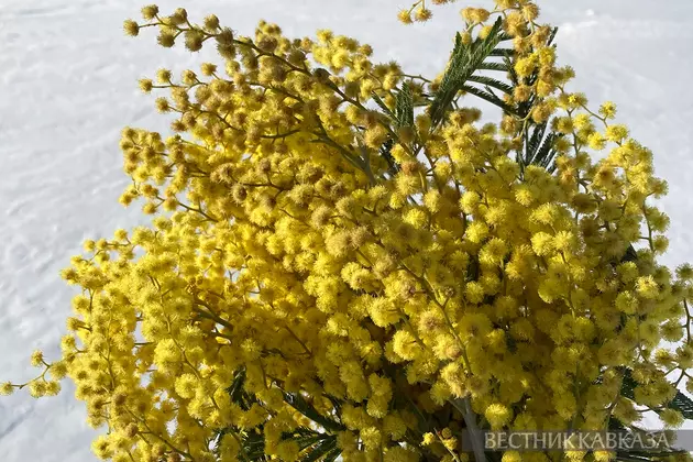 Букет мимозы