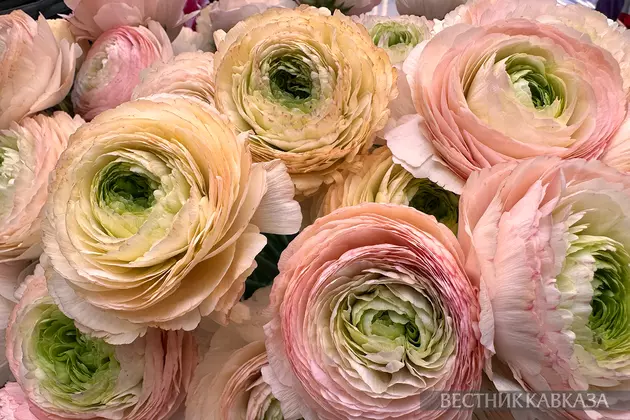 Ранункулюс