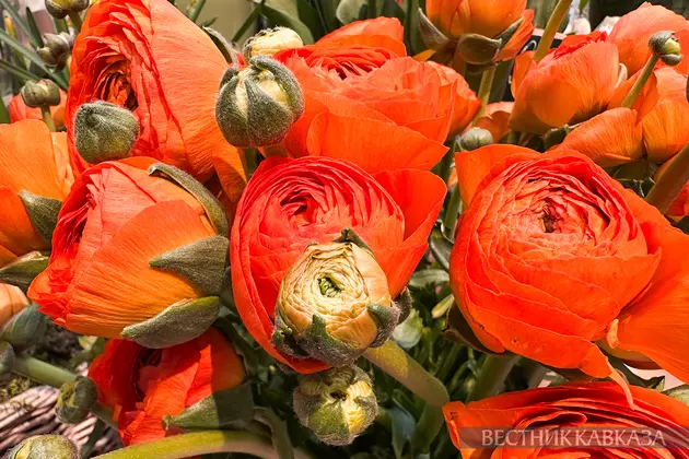 Ранункулюс