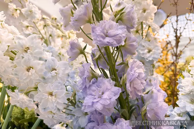 Дельфиниум