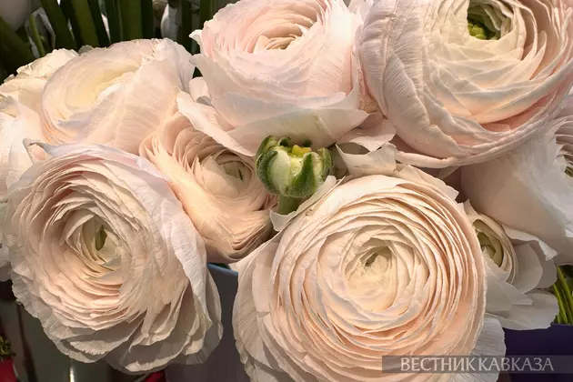 Ранункулюс