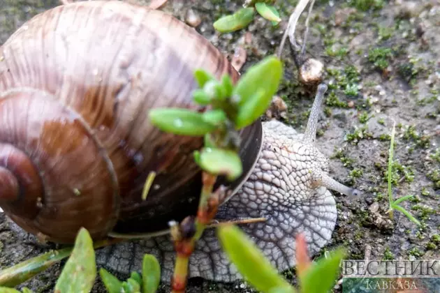 Экспорт улиток принес Грузии $2,6 млн за год