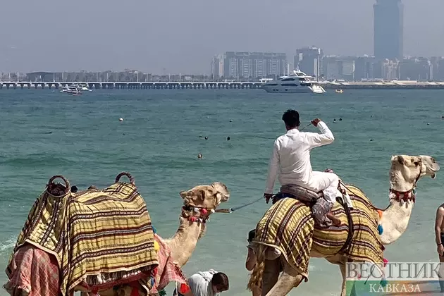 Верблюды на пляже в Дубае