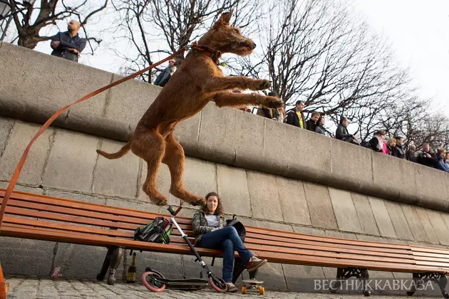 Собака в парке