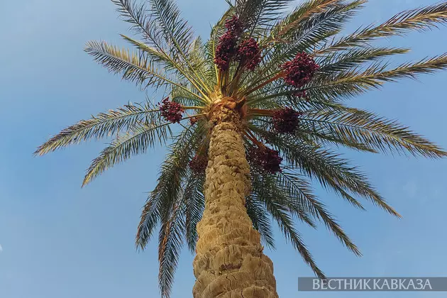 Финиковая пальма