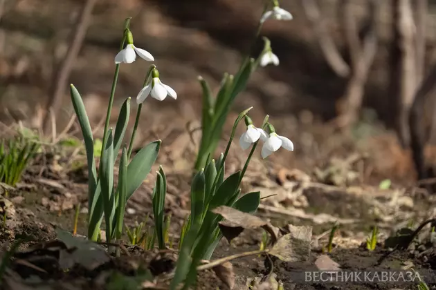 Подснежник