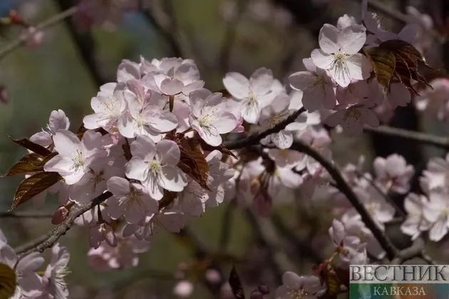 Цветение сакуры в Бирюлевском дендропарке