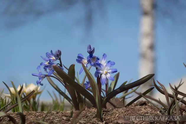 Хионодокса