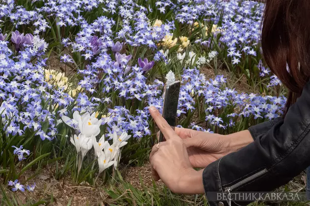 Цветение первоцветов в парке Зарядье