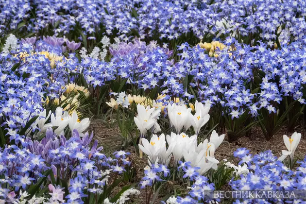 Цветение первоцветов в парке Зарядье