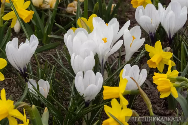 Крокусы и нарциссы