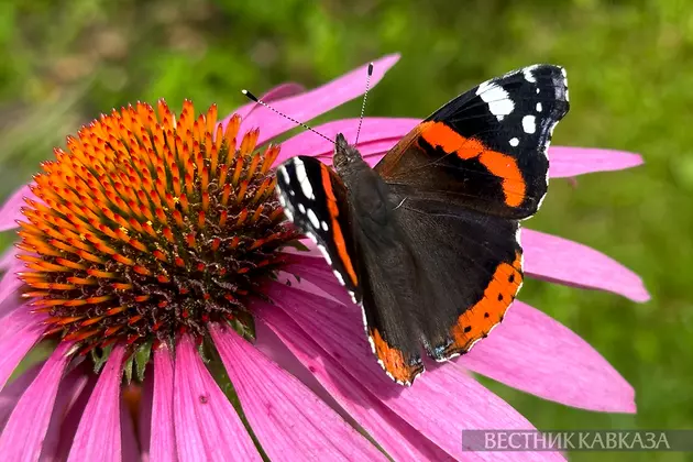 Бабочка на цветке рудбекии