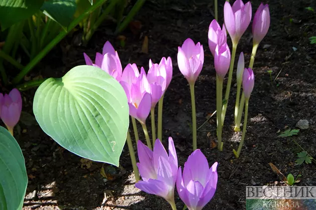 Безвременник