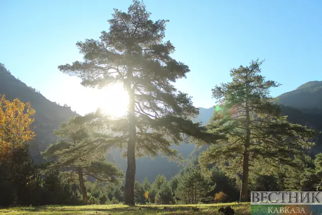 Зачем Северному Кавказу ботанические сады?