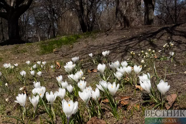 Цветение крокусов в Парке Горького