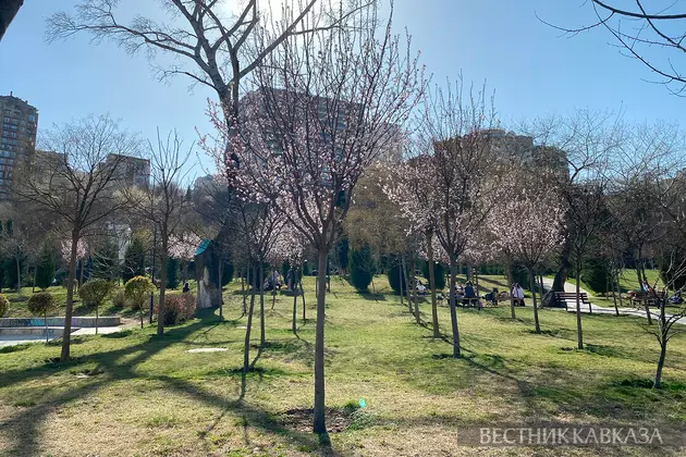 Весеннее цветение в Тбилиси