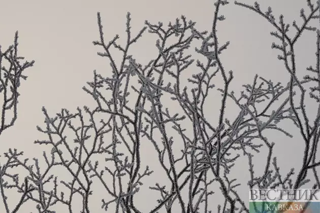 На месте сгоревшего леса в Дагестане высадили почти 5 тыс саженцев