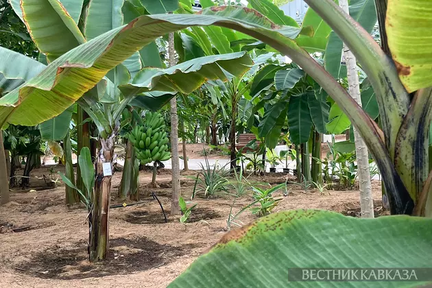 Банановая пальма