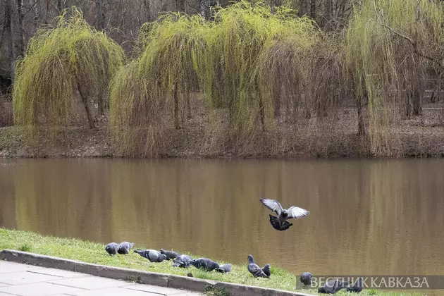 Голуби в парке