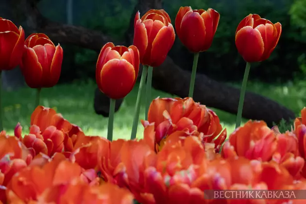 Цветение тюльпанов