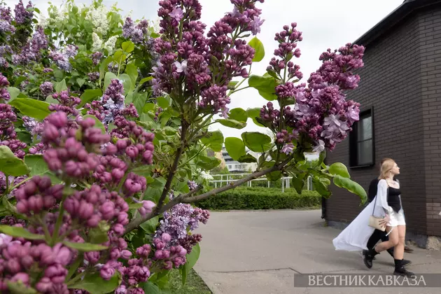 Цветение сирени