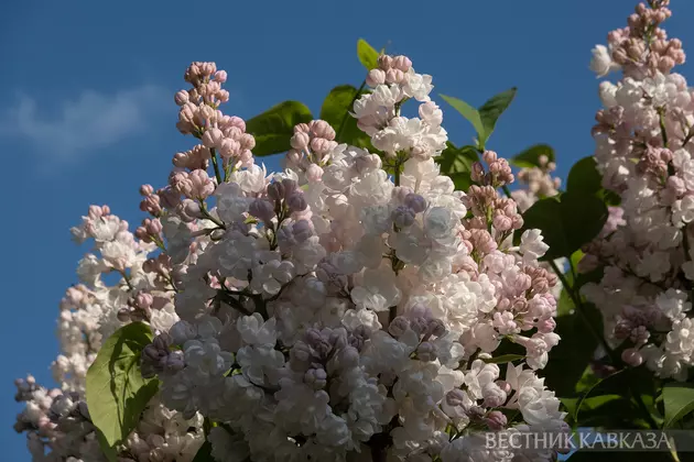 Цветение сирени